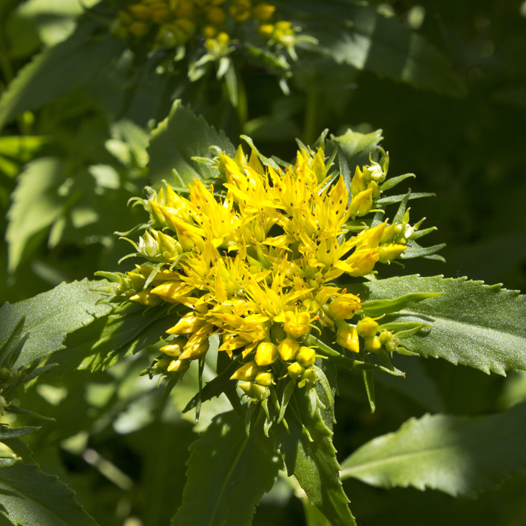 Rhodiola Rosea von Inventori - Kunstdrucke auf Leinwand