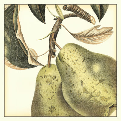 Graphic Pear by Vision Studio - Wrapped Canvas Print