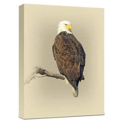 « chauve eagle », reproduction de photo sur toile tendue