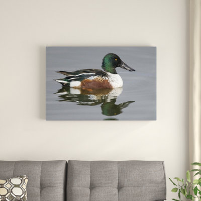 " Northern Shoveler Male "