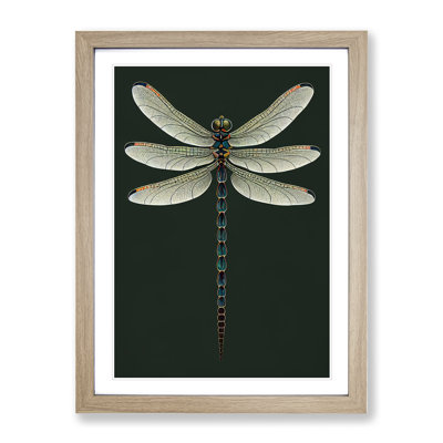 Symmetrical Dragonfly - Single Picture Frame Print