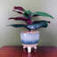 Artificial Ficus Plant in Ceramic Planter