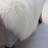 Burgett Genuine Sheepskin Rug Fluffy Ivory Shag Area Rug-113431145