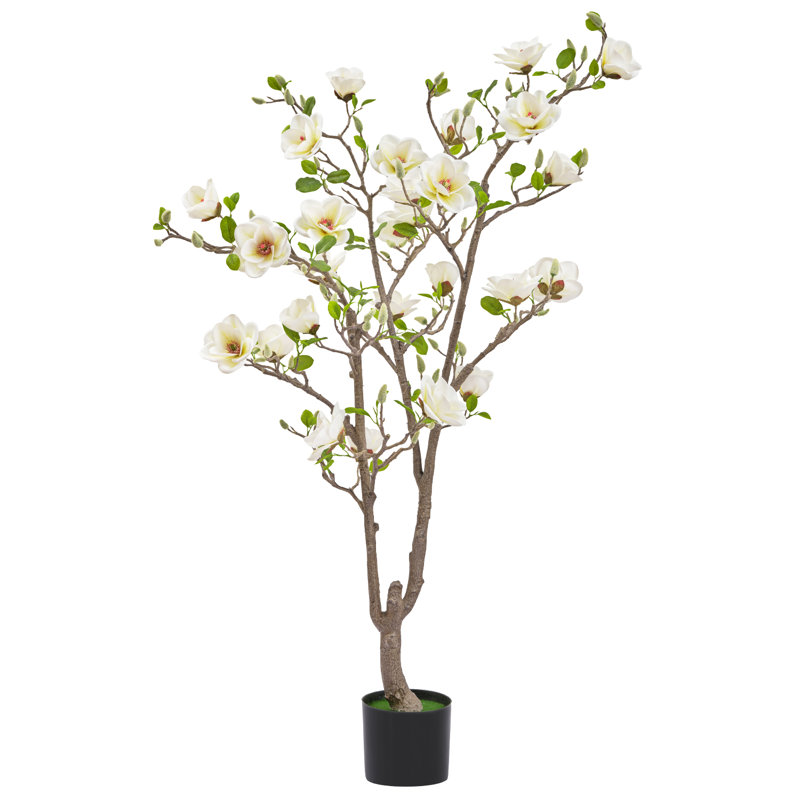 5ft White Magnolia Tree In Pot