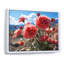 Carnations Field Vibrant II, reproduction d'art sur toile-1151642610-1151642612