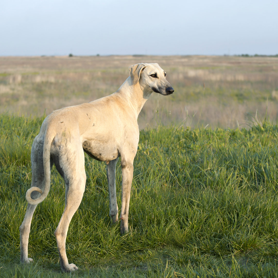 Arabischer Windhund von AlenPopov - Kunstdrucke auf Leinwand