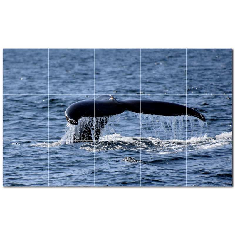 Baleine photo 8 x 8