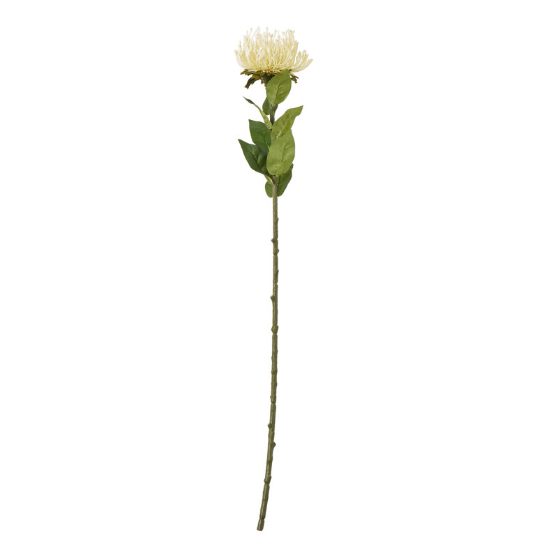 Arrangement, Cream