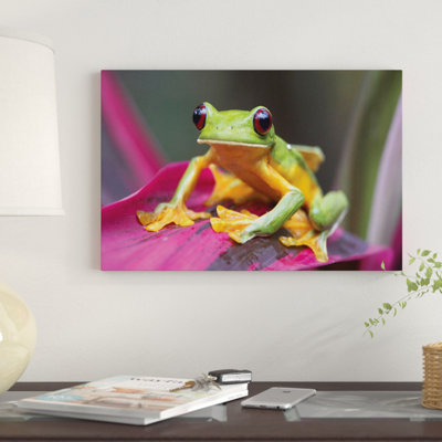 " Gliding Leaf Frog Portrait, Costa Rica " Color Photography