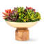 Petra Succulent Wooden Pedestal Arrangement