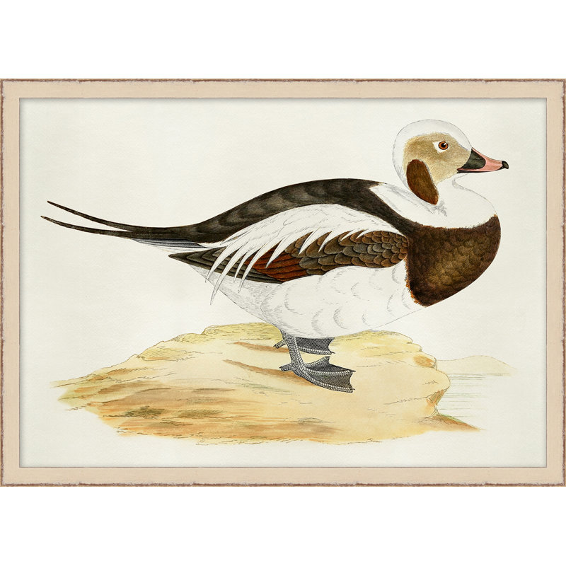 Plumage 1 - Peinture encadrée sur papier