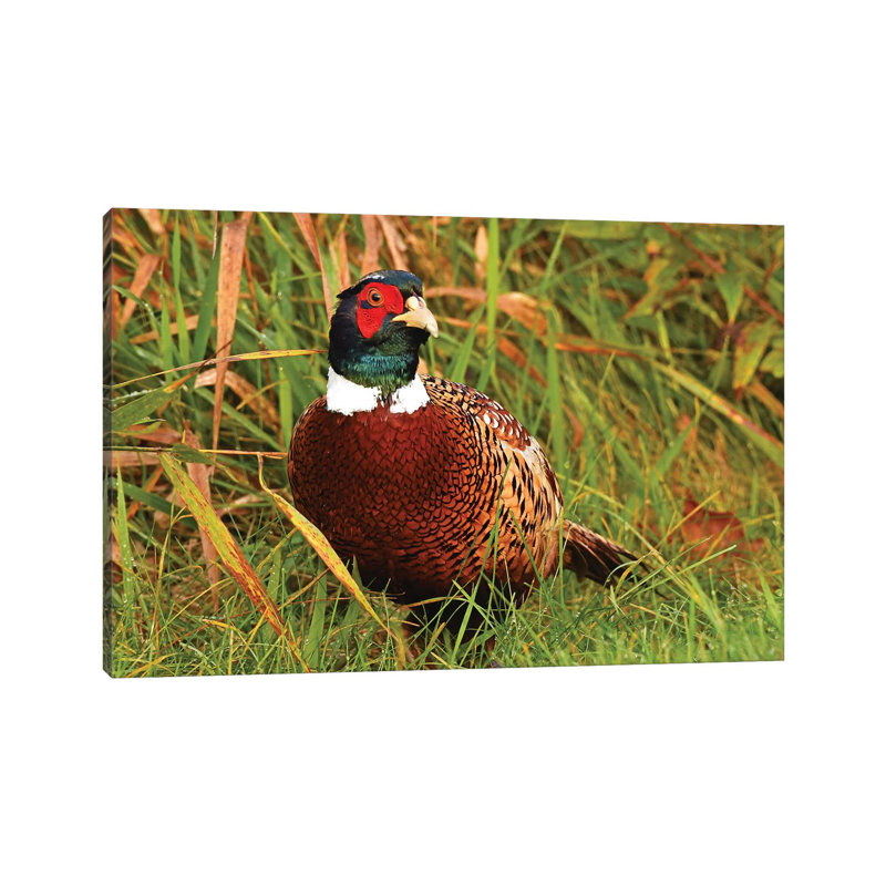 Gaudy Rooster 1 Piece Wrapped Canvas Wall Art, 66.04 cm H x 45.72 cm W x 3.175 cm D
