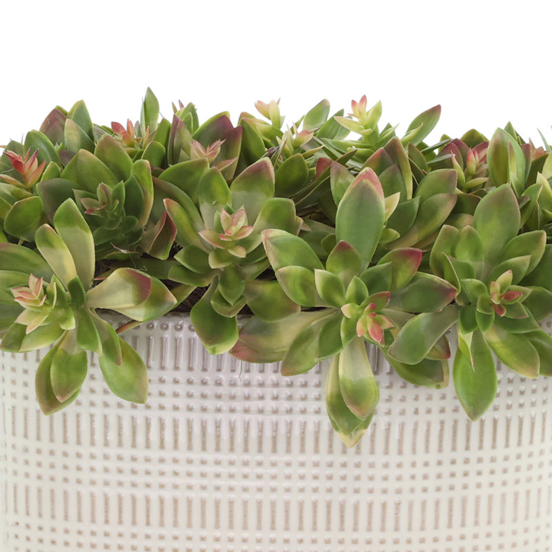 Succulentes Echeveria disposées dans un vase en céramique