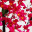 72 Bougainvillées