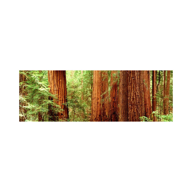 Redwoods Muir Woods CA USA - Wrapped Canvas Panoramic Print, 121.92 cm H x 40.64 cm W x 1.91 cm D