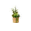 Succulents Arrangement in Glass Wood Planter