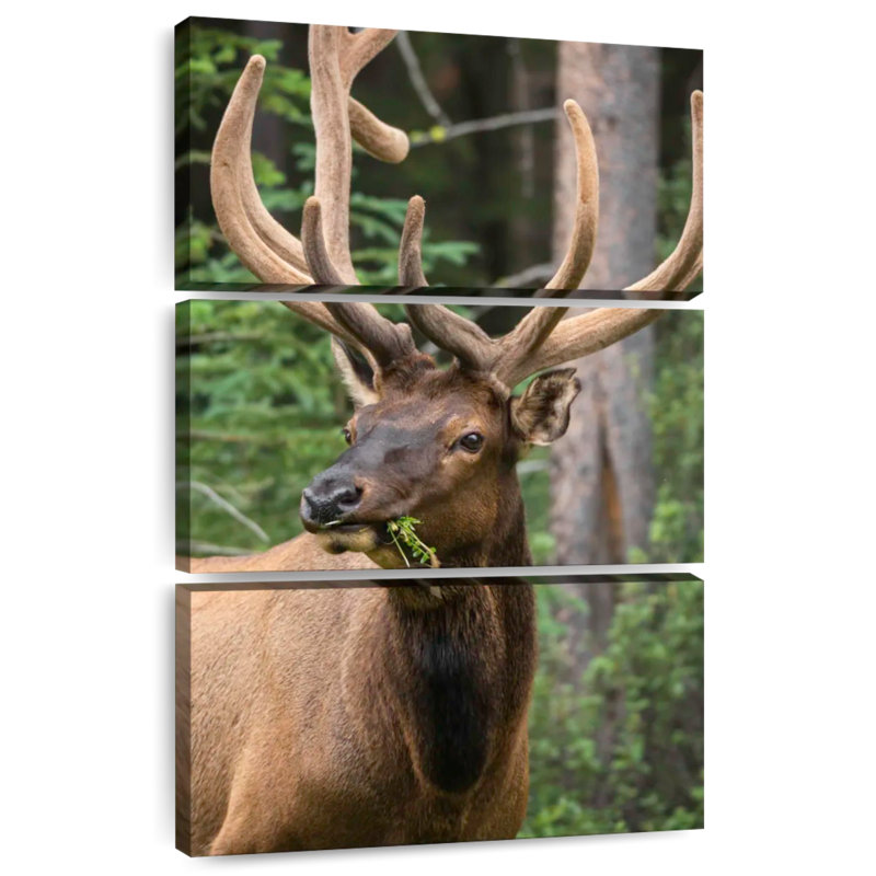 Brampt Wapiti Elk