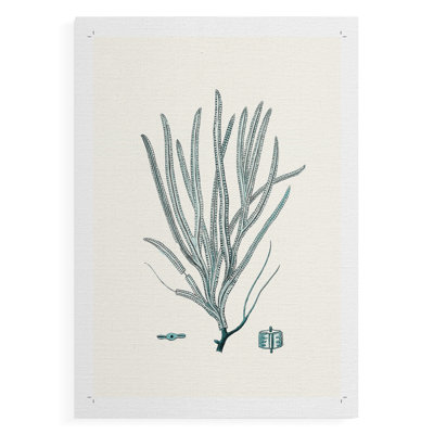 Corail antique antique VII - reproduction de toile seulement - non encadrée