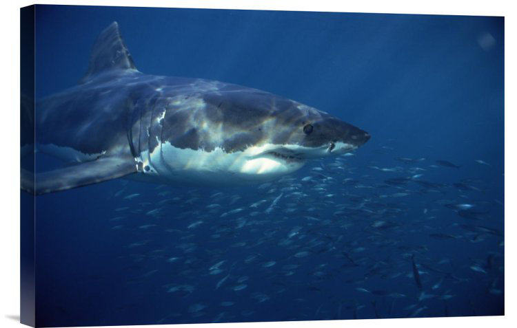 Great White Shark Swimming Underwater, Neptune Islands, South Australia - Single Picture Frame Photograph on Framed Canvas