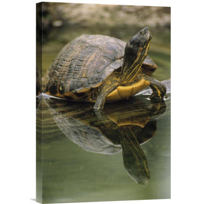 " Yellow-Bellied Slider Turtle "