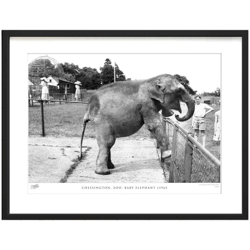Chessington, Zoo, Baby Elephant C1965 by Francis Frith - Single Picture Frame Print, 40cm H x 50cm W x 2.3cm D