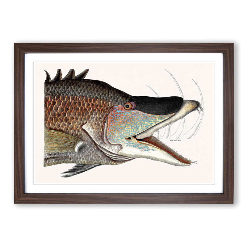 Great Hog-Fish by Mark Catesby - Picture Frame Painting Print, 36cm H x 48cm W x 2cm D, Walnut Framed