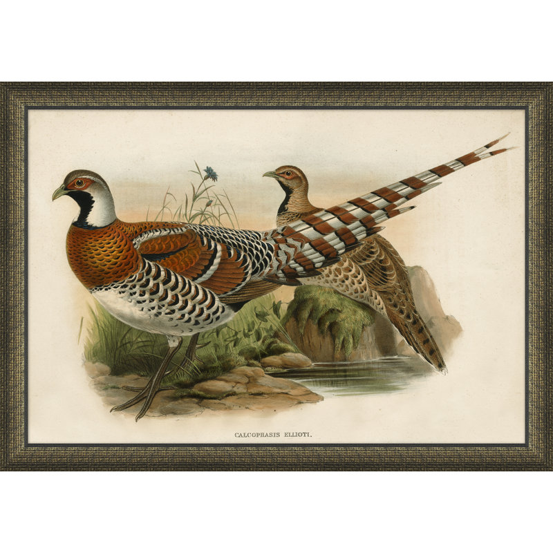 «Gould's Pheasents», reproduction encadrée
