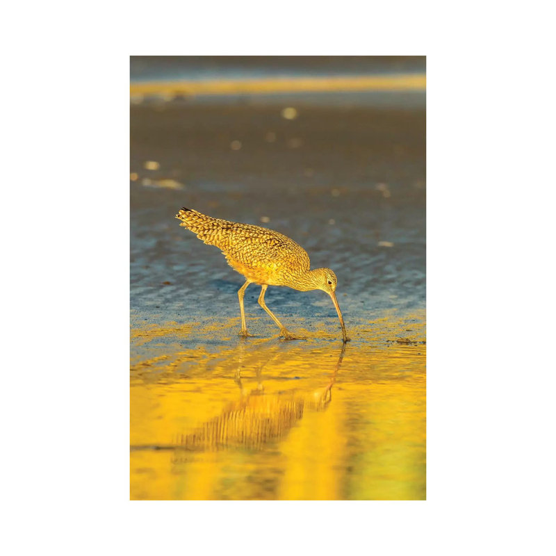 Usa, California, San Luis Obispo County. Long-Billed Curlew Feeding At Sunset. by Jaynes Gallery - Wrapped Canvas Print