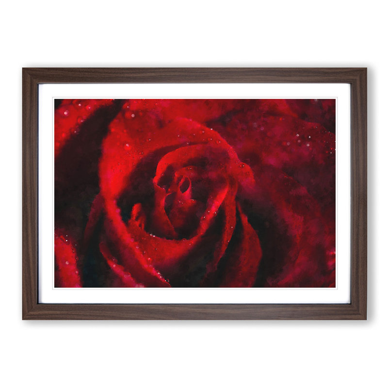Drops upon a Red Rose - Picture Frame Graphic Art Print, 33cm H x 45cm W x 2cm D, Walnut Framed