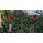 Carillon Exhart Large WindyWings Cardinal