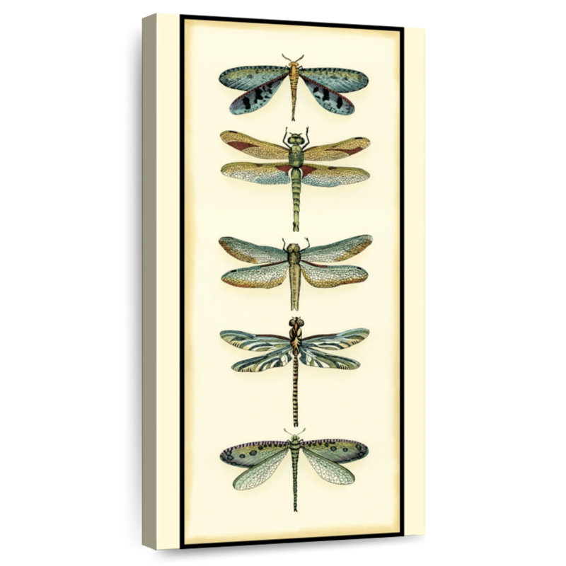 Dragonfly Collector I, H 24 po x l 12 po