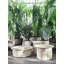 Brise Coffee Table-695604448-694231285