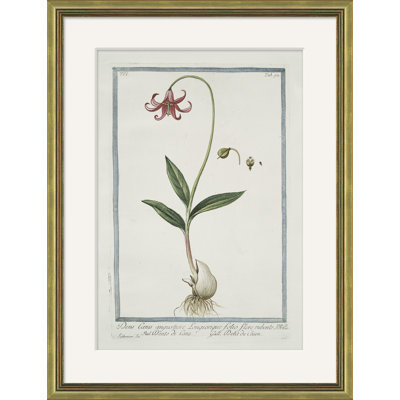 Hortus Romanus 1772-1793 15 Giclee Print