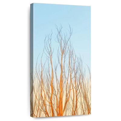 Cime des arbres au coucher du soleil