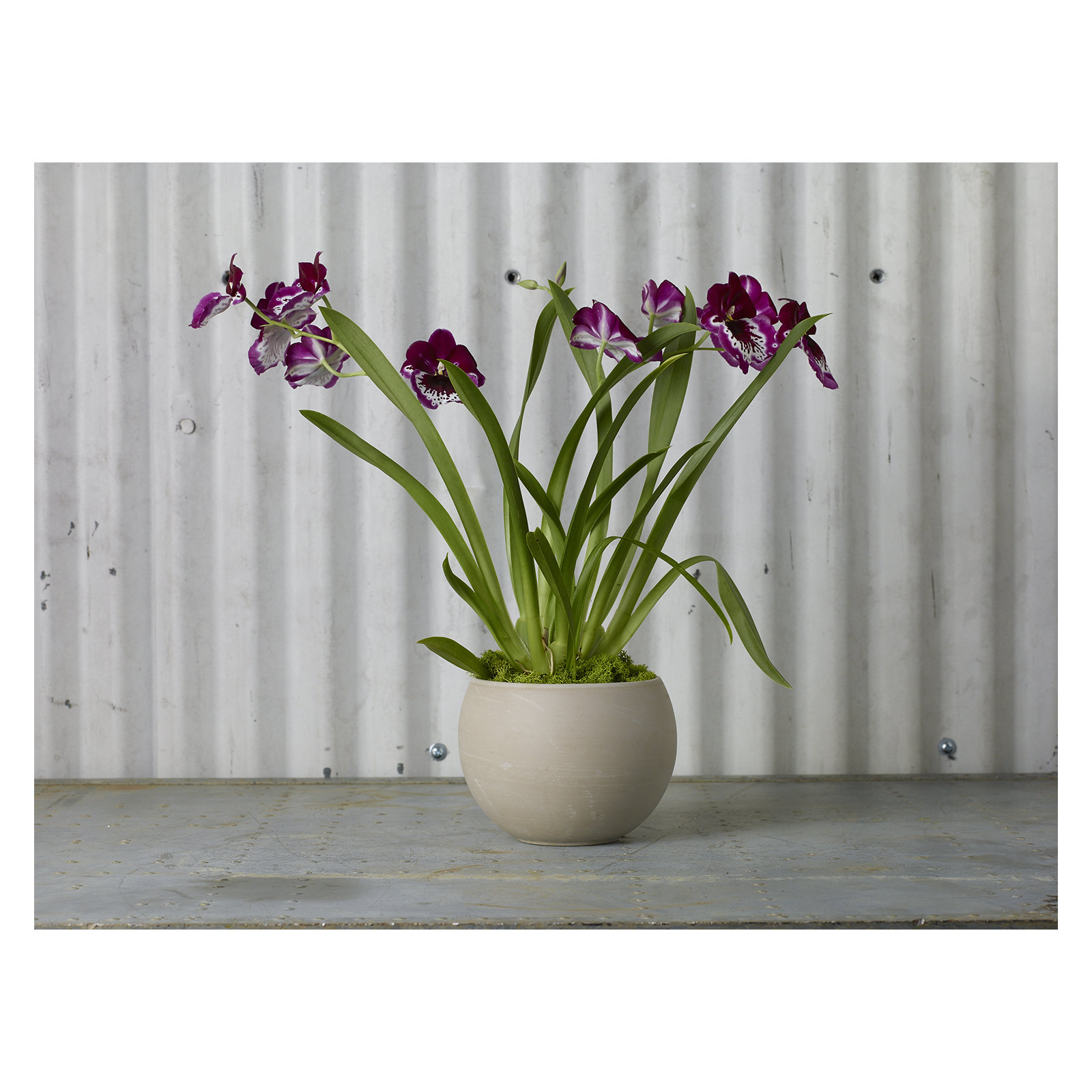 Handmade Ceramic Pot Planter, Tan, 4.75" H x 6.5" W x 6.5" D