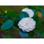 White Camellia Print by Tom Kostes