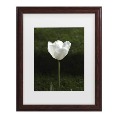 «Tulipe blanche»