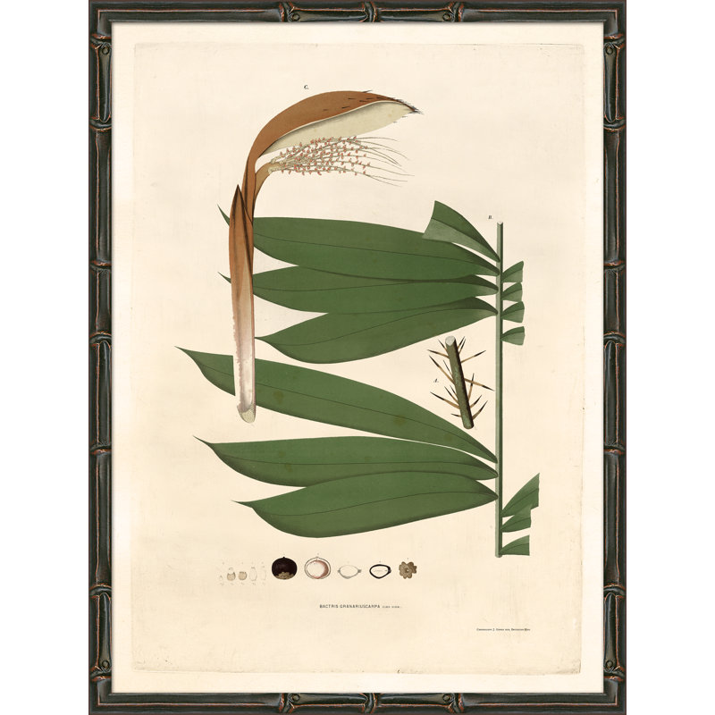Palm Fronds Giclee Print