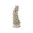 Staghorn Coral Object-117664822
