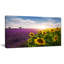 «Lavender and Sunflower Fields», reproduction de photo sur toile tendue-549228-13730745