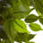 Ficus Artificial Tree