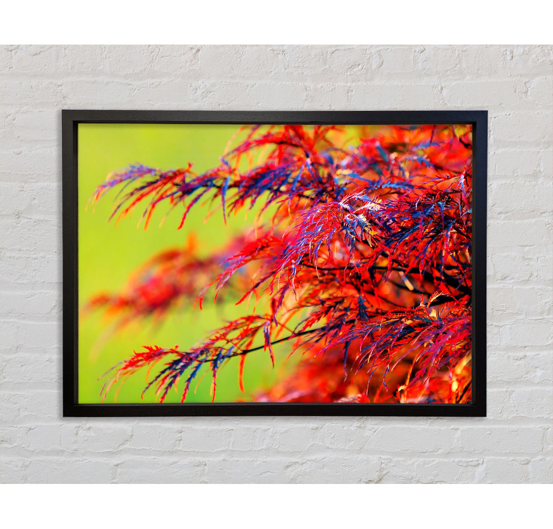 Red Leaves Shrub - Einzelner Bilderrahmen Kunstdrucke auf Leinwand