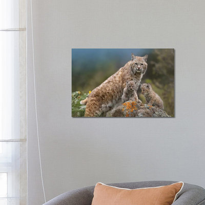 Bobcat Mother And Kittens, North America by Tim Fitzharris - Wrapped Canvas Print