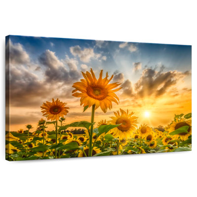 Alvord tournesols au coucher du soleil