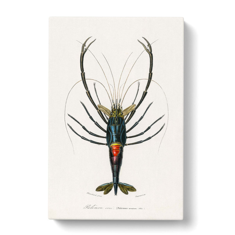 Crimson Crawfish Illustration by Charles D' Orbigny - Wrapped Canvas Painting, 60cm H x 40cm W x 3cm D