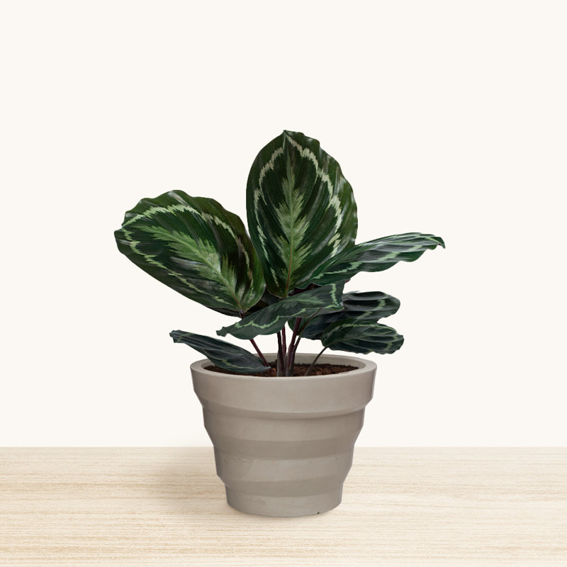Pot à fleurs rond Kaofen ECOBO EcoFriendly, H 13,4 po x l 17,7 po x P 17,7 po, Blanc marbré