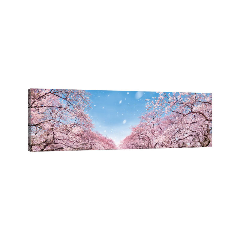 Panoramic View Of Cherry Blossom Trees In Full Bloom by Jan Becke - Wrapped Canvas Panoramic Print