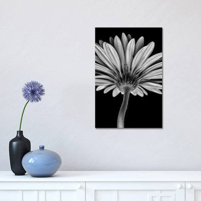 Bw Gerber Daisy - Wrapped Canvas Print
