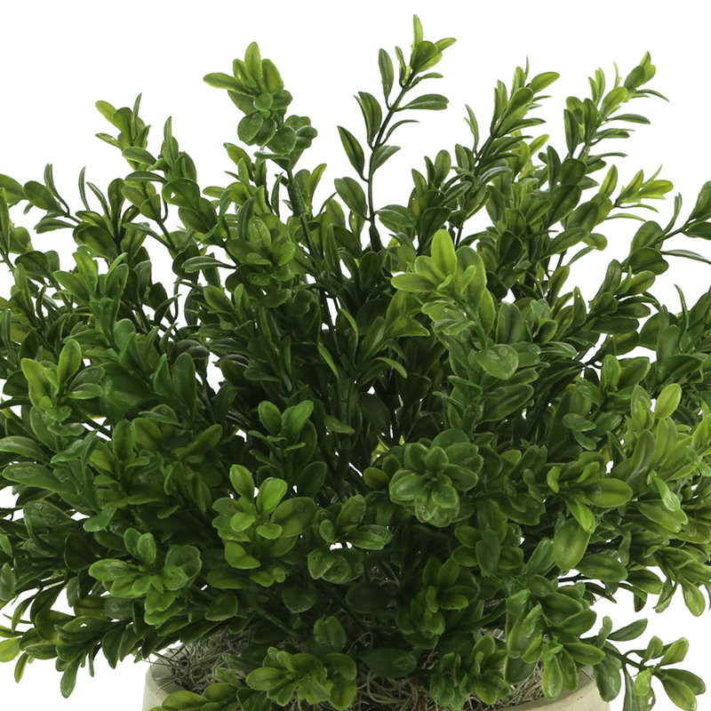 Outdoor UV-Rated Boxwood in Fiberstone Pot