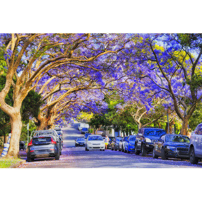 " Jacaranda " by Zetter